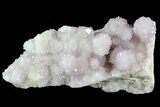 Cactus Quartz (Amethyst) Cluster - South Africa #80009-2